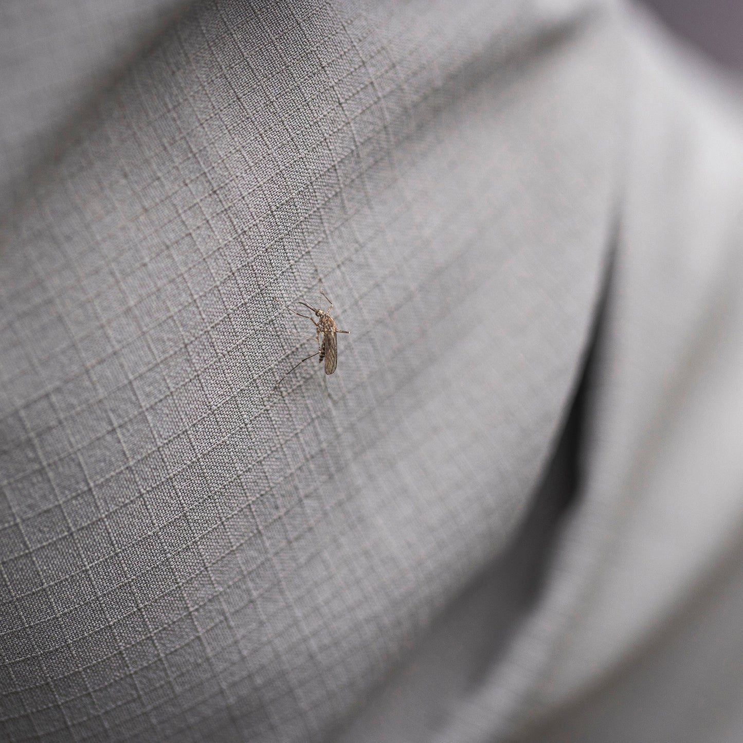 Close up image of mosquito on shirt fabric.