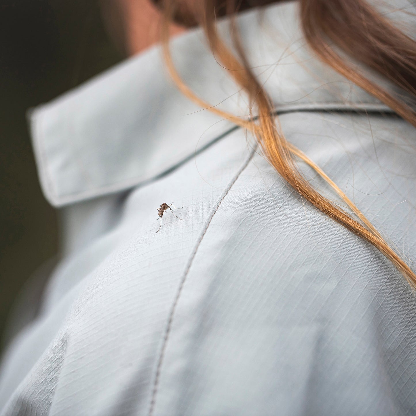 Close up of shirt with mosquito