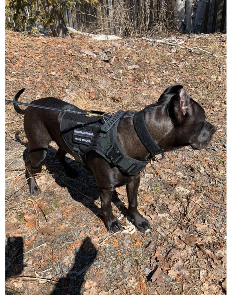 Image of a dog wearing the tactical harness with leash attached
