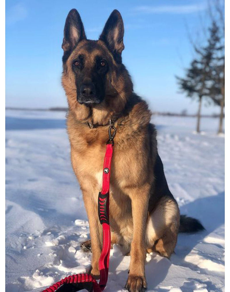 Outdoor image of  German Shepard sitting on a snow covered field with a red The Good Dog Bungee Leash with Seatbelt Clip attached to the collar.
