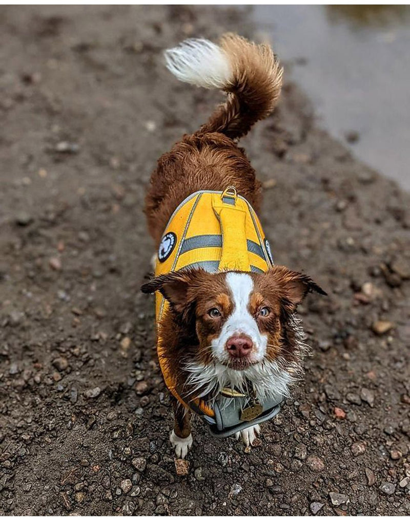 Front view image of a dog wearing The Good Dog Life jacket