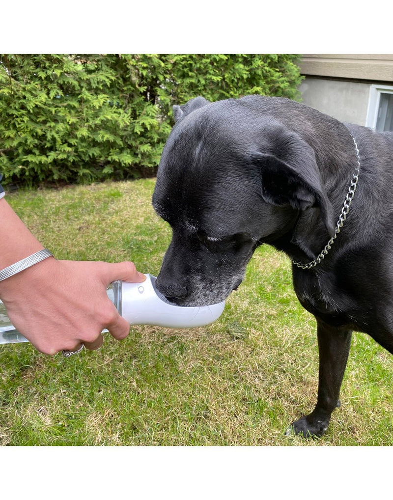 Image of dog drinking from the Good Dog Water  Bottle
